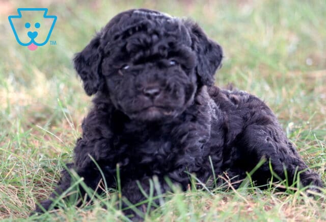 Easton Mini Poodle2 image