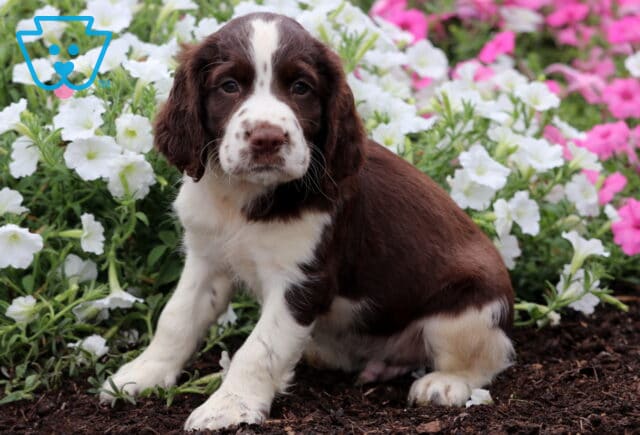 Eclipse English Spaniel image