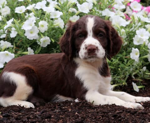Eclipse English Spaniel2