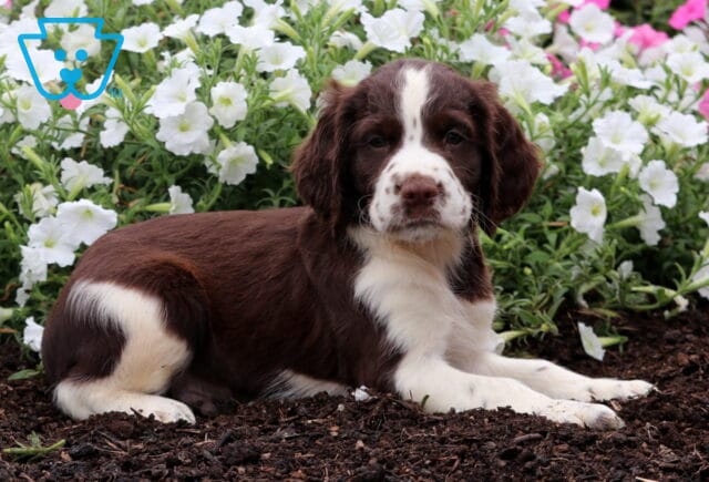 Eclipse English Spaniel2 image