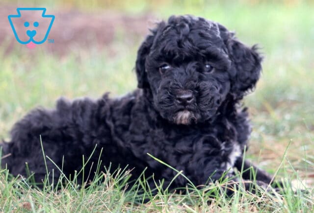 Ernie Mini Poodle image