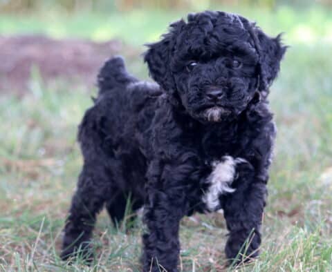 Ernie Mini Poodle2