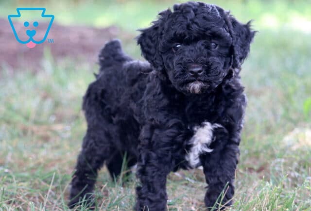 Ernie Mini Poodle2 image