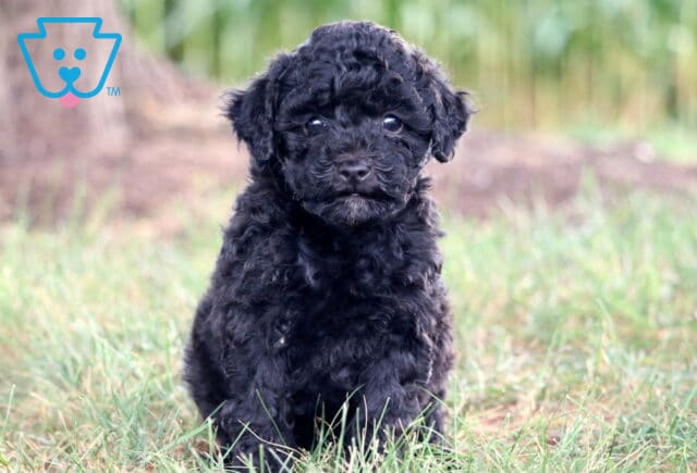 Eve Mini Poodle image