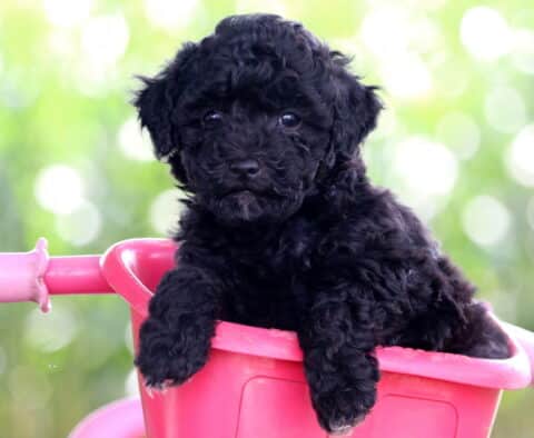 Eve Mini Poodle2