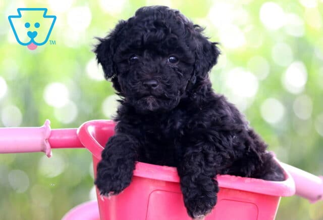 Eve Mini Poodle2 image