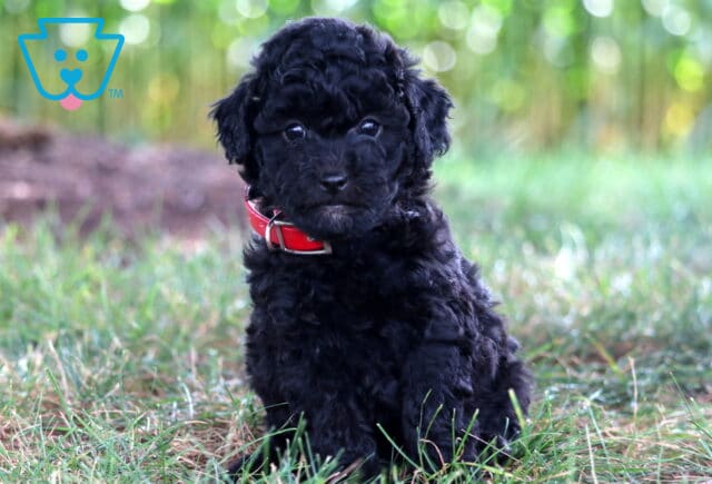 Everly Mini Poodle image