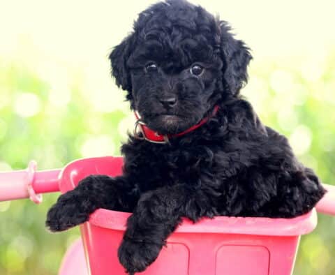 Everly Mini Poodle2
