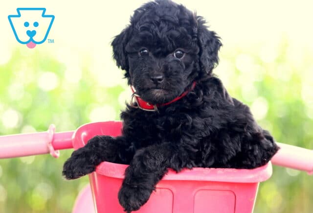 Everly Mini Poodle2 image