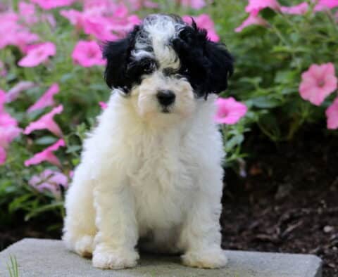 Fairy Mini Poodle
