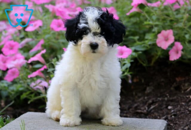 Fairy Mini Poodle image