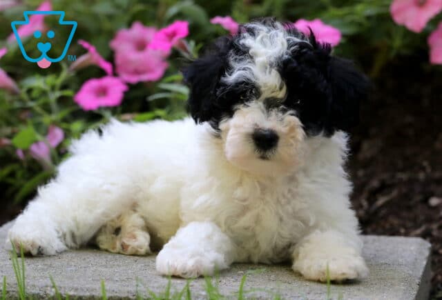 Fairy Mini Poodle2 image