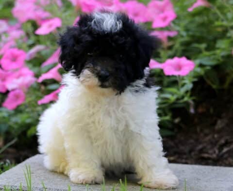 Black and white mini poodle puppy with curly fur sitting on a stone slab in front of pink flowers.