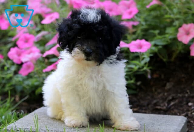 Fig Mini Poodle image