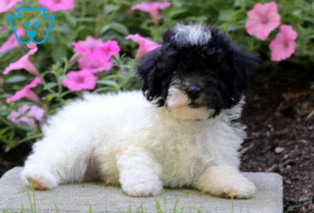 Fig Mini Poodle2 image