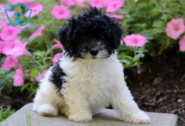 Forest Mini Poodle image