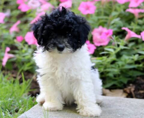 Curly black and white mini poodle puppy sitting on a stone path with bright pink flowers in the background.