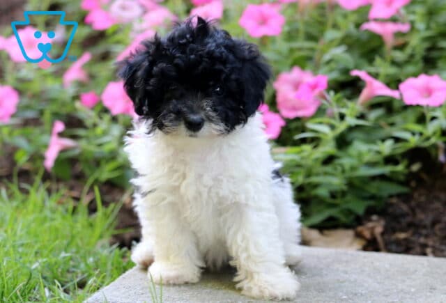 Forest Mini Poodle2 image