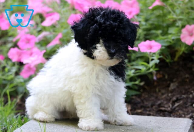 Frogger Mini Poodle image