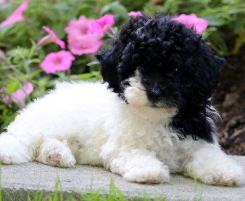 Frogger Mini Poodle2