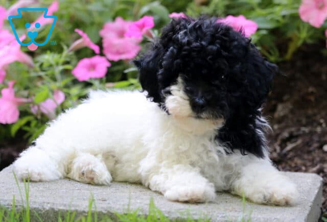 Frogger Mini Poodle2 image