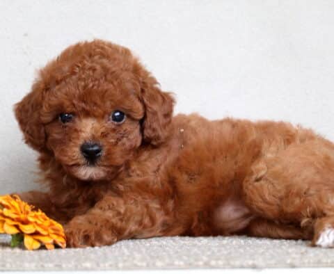 Gabby Mini Poodle