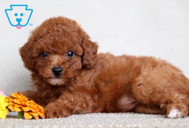Adorable Mini Poodle puppy with a rich red curly coat lying on a light carpet next to a bright orange flower. image