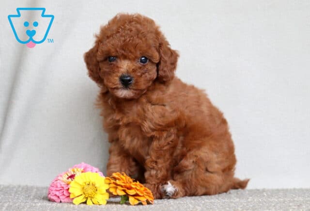 Curly red Mini Poodle puppy sitting upright on a light carpet next to pink, yellow, and orange flowers, looking sweetly at the camera. image