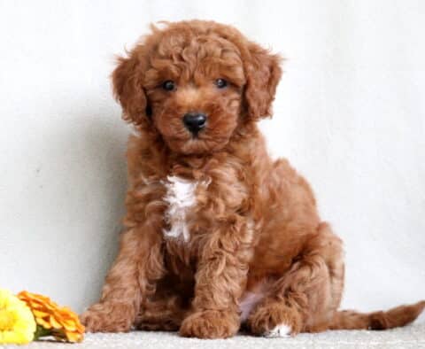 Geo Mini Poodle