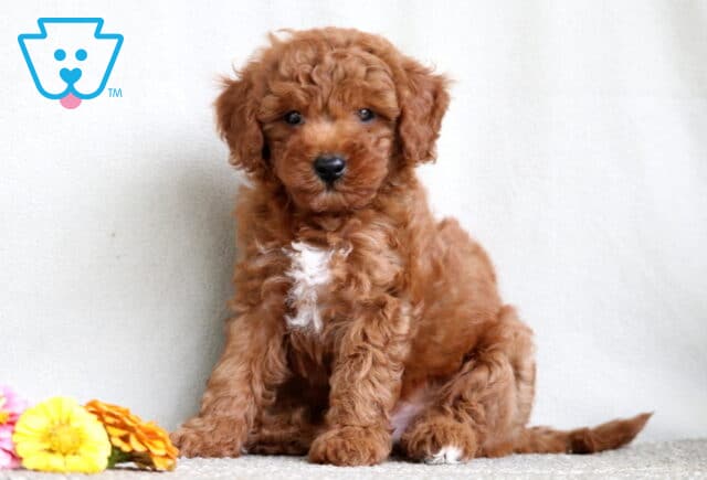 Mini Poodle puppy with curly reddish fur and a white patch on its chest, sitting near colorful flowers against a light background. image