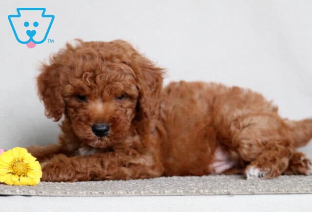 Mini Poodle puppy with soft reddish curls lying down near a yellow flower on a light-colored surface. image