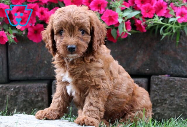 Adorable Cavapoo puppy with wavy apricot fur and a white chest patch sitting in front of bright pink flowers. image