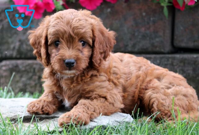 Sweet Cavapoo puppy with curly apricot fur and a tiny white chin patch lying on a stone with pink flowers in the background. image
