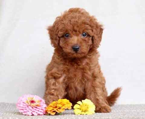Gia Mini Poodle
