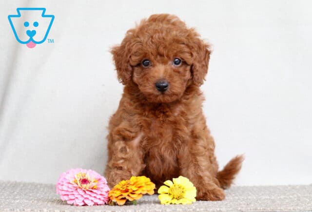 Fluffy Mini Poodle puppy sitting upright on a soft surface with a sweet expression, surrounded by bright pink, orange, and yellow flowers. image