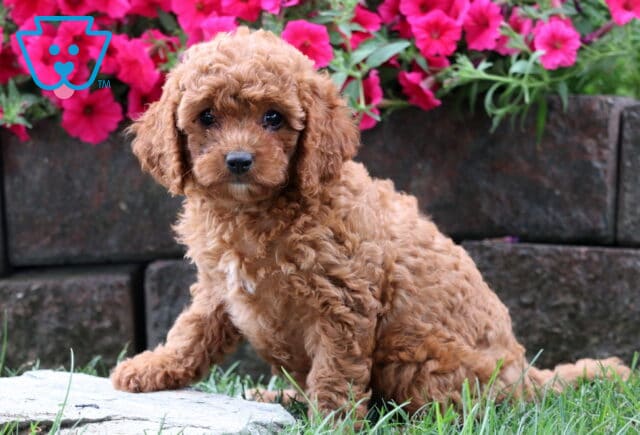 Curly apricot Cavapoo puppy sitting on the grass in front of pink flowers. image