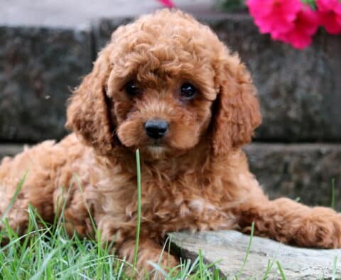 Fluffy apricot Cavapoo puppy laying in the grass with bright eyes.