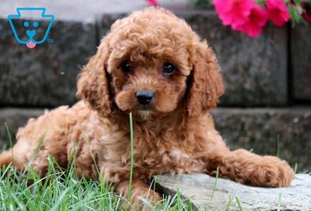 Fluffy apricot Cavapoo puppy laying in the grass with bright eyes. image