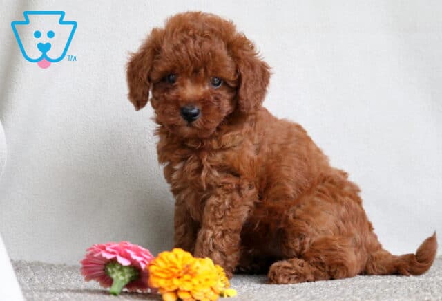 Mini Poodle puppy with a deep red curly coat sitting on a soft carpet beside bright pink, orange, and yellow flowers, looking curiously at the camera. image