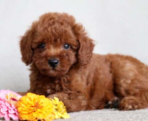 Girly Mini Poodle2