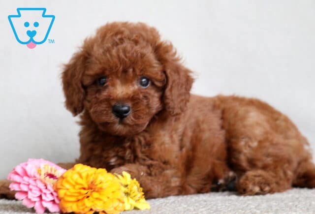Mini Poodle puppy with a rich red coat lying down on a light carpet next to a bunch of colorful flowers, looking sweetly into the camera. image