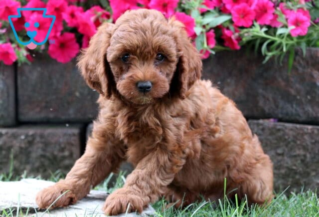 Adorable Cavapoo puppy with fluffy apricot curls sitting on grass in front of bright pink flowers. image