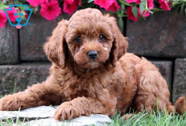 Gizmo Cavapoo2 image