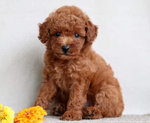 Glitter Mini Poodle