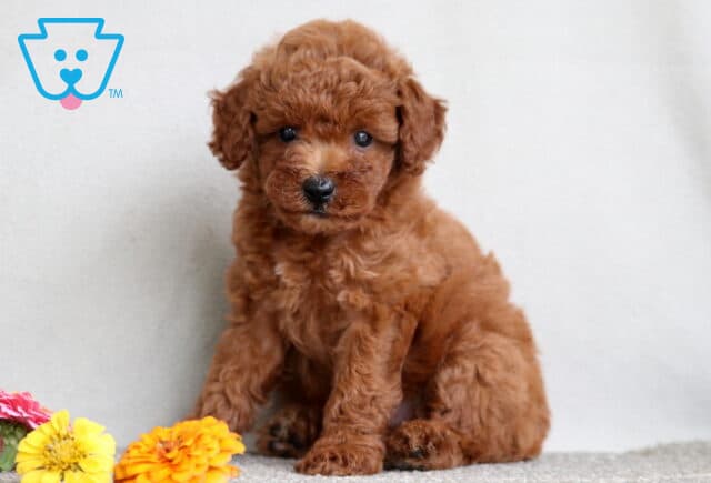 Charming Mini Poodle puppy with a fluffy red coat sitting on a light-colored carpet beside vibrant yellow, orange, and pink flowers. image