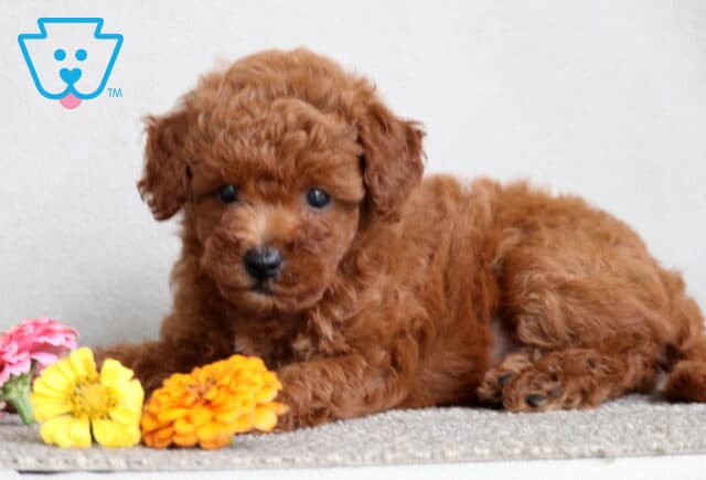 Mini Poodle puppy with a soft red curly coat lying on a carpet beside colorful yellow, orange, and pink flowers, looking directly at the camera. image