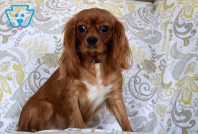 Glory Cavalier King Charles Spaniel Levi Glick image