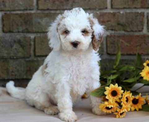 Hailey Cavapoo