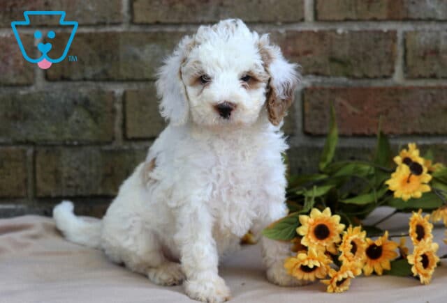Hailey Cavapoo image