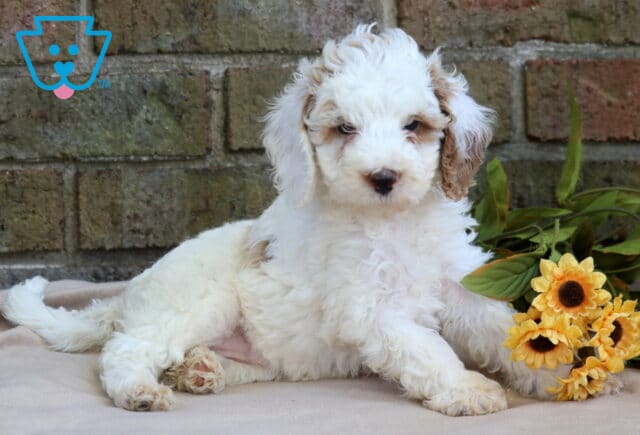 Hailey Cavapoo2 image